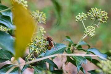 Fototapeta premium Hornisse im Herbst