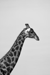 Portrait of a single giraffe taken in a national park in africa