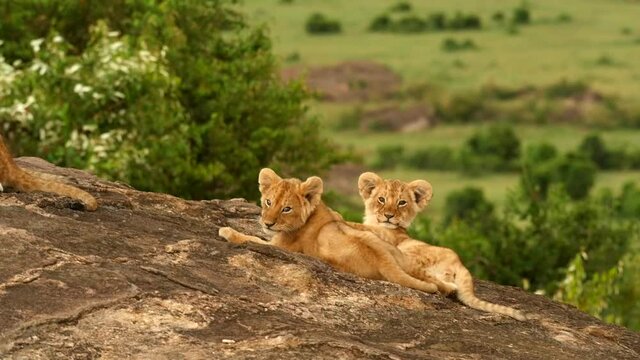 Two lion cubs play on a kopje in Kenya.