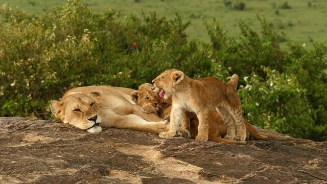 Lion cubs nurse and play around a lioness in Kenya