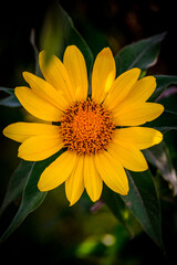 Yellow flower in the garden