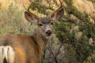 Pictures of deer (bucks) around Carson City Nevada.  They walk all around the west side of town...