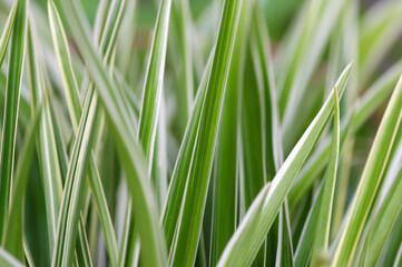Defocused of Lili paris (Chlorophytum comosum) leaves, often called spider plant