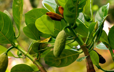 Close up of young jack fruit and its flower on the tree