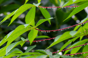 Fototapeta premium Cassava, Mandioa, Manioc, Tapioca trees (Manihot esculenta), young green leaves, selected focus