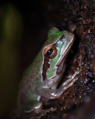 European tree frog (Hyla arborea) inside cork tube