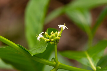 Noni (Morinda citrifolia, mulberry, great morinda, cheese fruit) flower