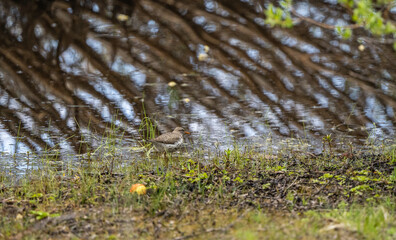 Small bird at Spooner Lake between Carson City and Lake Tahoe, NV