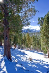 A Walk in a Winter Forest