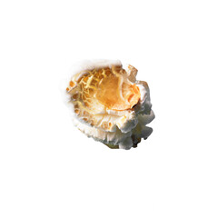  Single delicious salty popcorn isolated on a white background