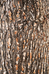  Tree bark texture, natural background