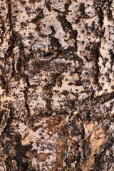  Tree bark texture, natural background