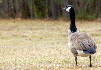 country goose on the grass