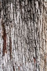  Tree bark texture, natural background