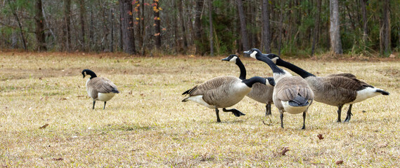 Group of Geese