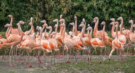 Chileflamingo (Phoenicopterus chilensis)