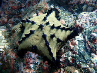 Costa Rica pacific sea life