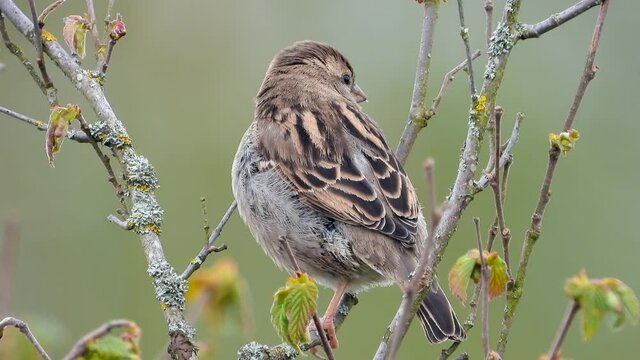 Haussperling (Passer domesticus)