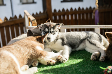 Siberian Husky is the one of the elegant dog and friendly for human to stay together and close to people matter most.Nap play eat repeat by themselve. High quality photo