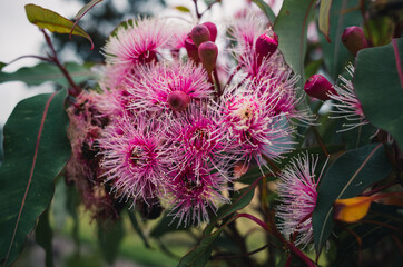 Flowering gum
