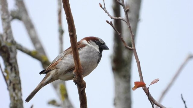Haussperling (Passer domesticus)