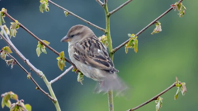 Haussperling (Passer domesticus)