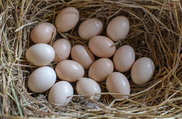 Chicken eggs laying on hay nest with selective focus