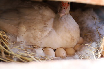 A white duck is laying eggs on hay nest with selective focus