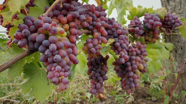 Large grape of red grapes hanging on a branch in a vine garden close-up, slow motion, winemaking concept