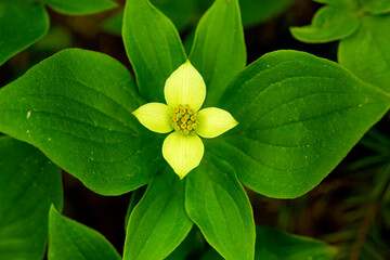 Yellow form of bunchberry flowers on Mt. Kearsarge, New Hampshire.