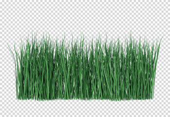Fototapeta Front view reed grass 3d rendering transparent obraz