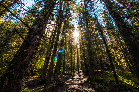 Sunlight in forest © Enoch