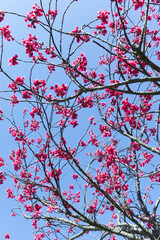青空を背景に満開の寒緋桜	