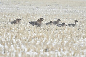 北からの真冬の渡り鳥　秋田県男鹿半島の雪原で吹雪を耐えるガンの群れ