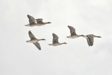 北からの真冬の渡り鳥　秋田県男鹿半島で吹雪の中を飛翔するガンの群れ