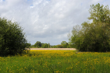Pays de la Loire - Sarthe - Vaas - La Prée d'Amont, site naturel de la biodiversité