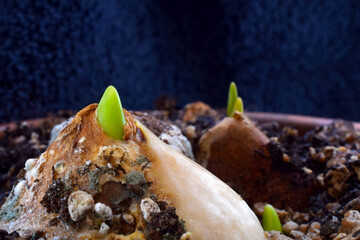 Tulip Bulb Buds 02