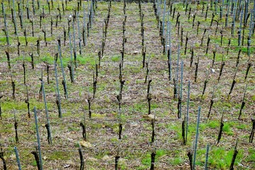 Weinanbau