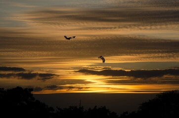 Beautiful golden sky with hawks in the evening