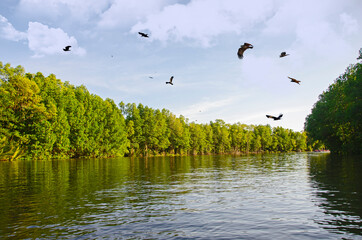 Flying red hawk flock over green mangroves forest and river