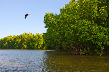 Green mangroves forest in the river with blue sky background