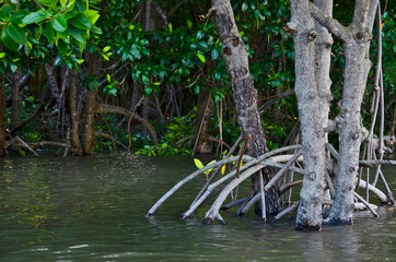 Mangroves and beautiful roots in the water