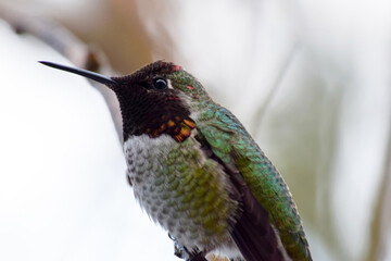 Black Head Hummingbird 01