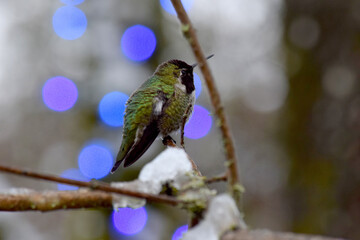 Blue Light Hummingbird 04