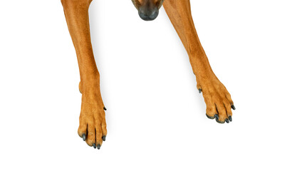 Dog nose and paws top view isolated on white background