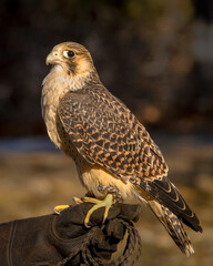 rare Peregrine Falcon pallid morph on the glove