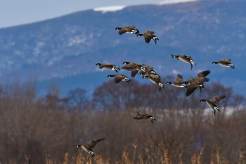 北からの真冬の渡り鳥　秋田県男鹿半島の雪原の上を飛ぶシジュウカラガンの群れ