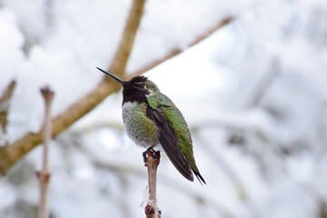 Hummingbird Ice Perch 16