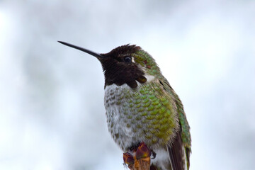 Hummingbird Snow 01