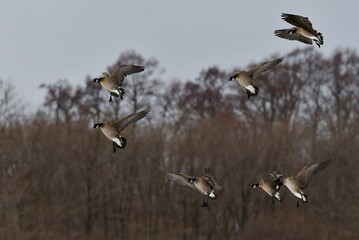 北からの真冬の渡り鳥　秋田県男鹿半島の雪原の上を飛ぶシジュウカラガンの群れ